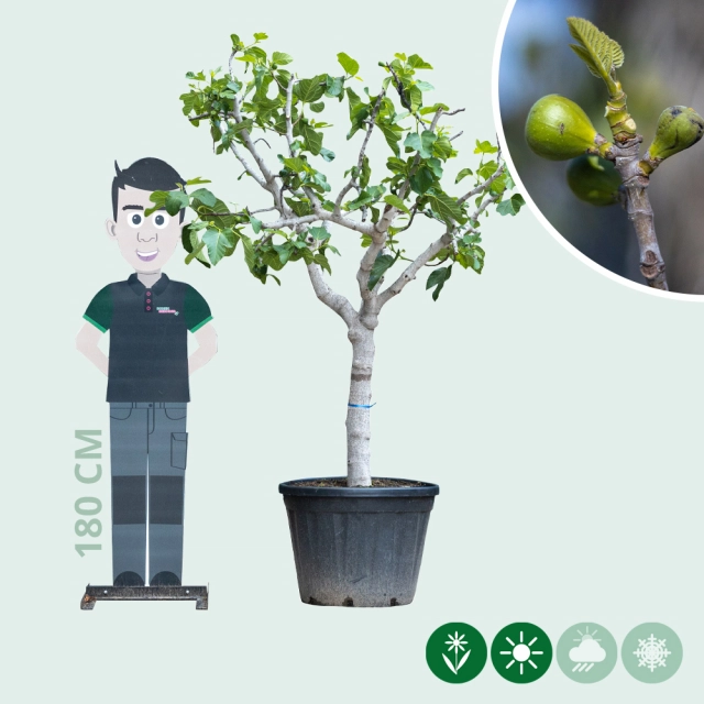 Feigenbaum 30/35 cm