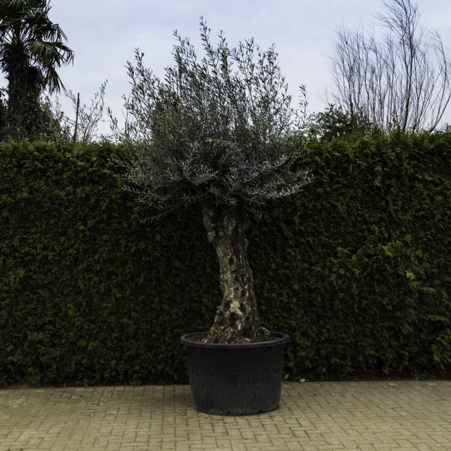 Olivenbaum 'Bonsai' #99