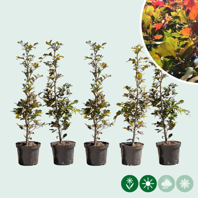 Blutbuchenhecke pro Meter einreihig