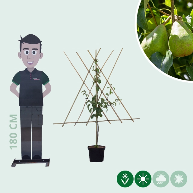 Pyrus c. 'Doyenne du Comice' als Spalier