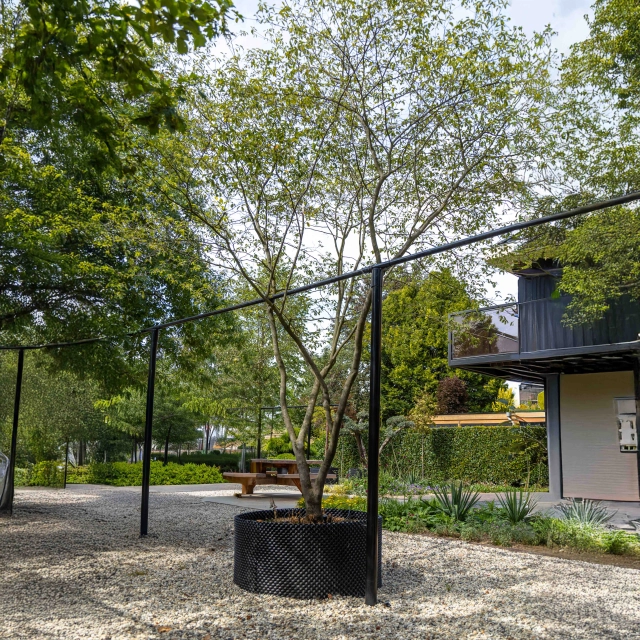 Mehrstämmige Felsenbirne #1