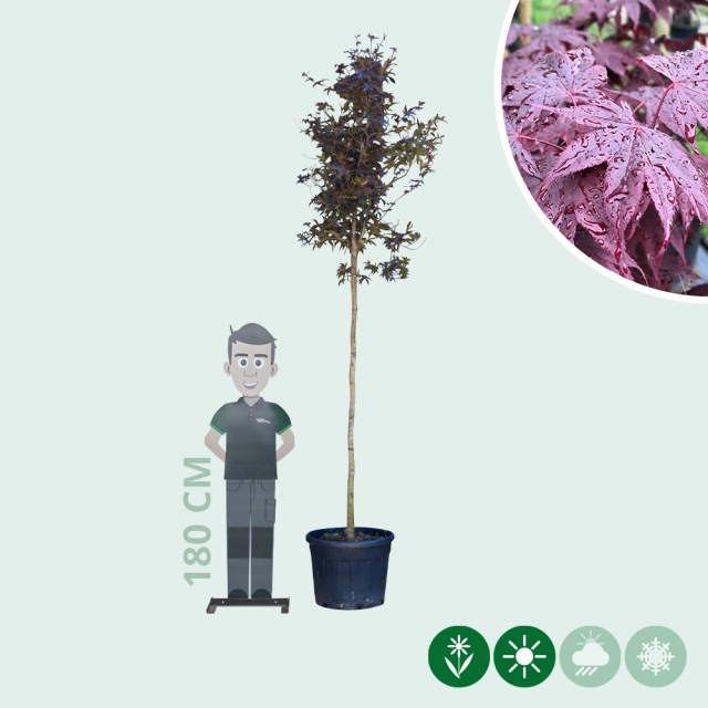 Roter Fächerahorn Bloodgood hochstamm