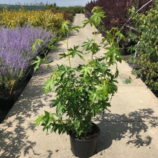 Amberbaum 'Worplesdon' solitär