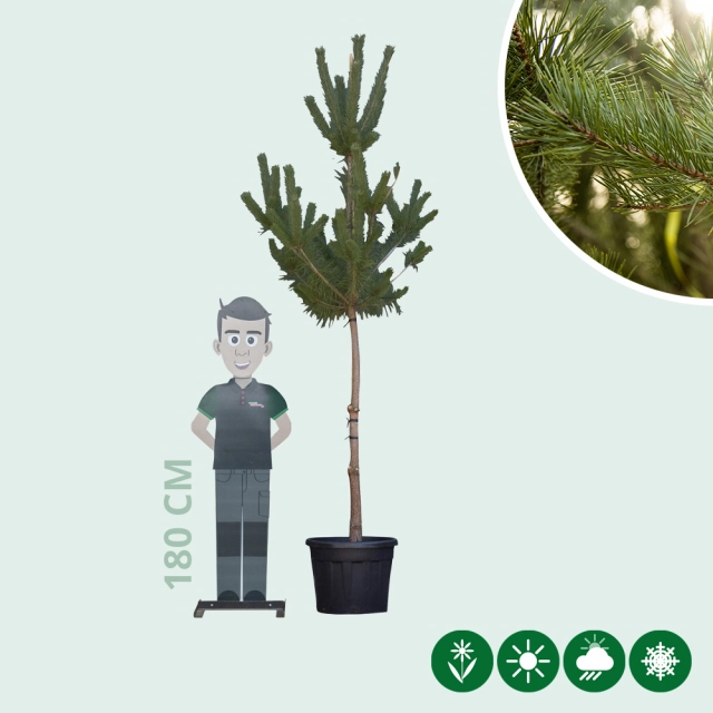 Waldkiefer