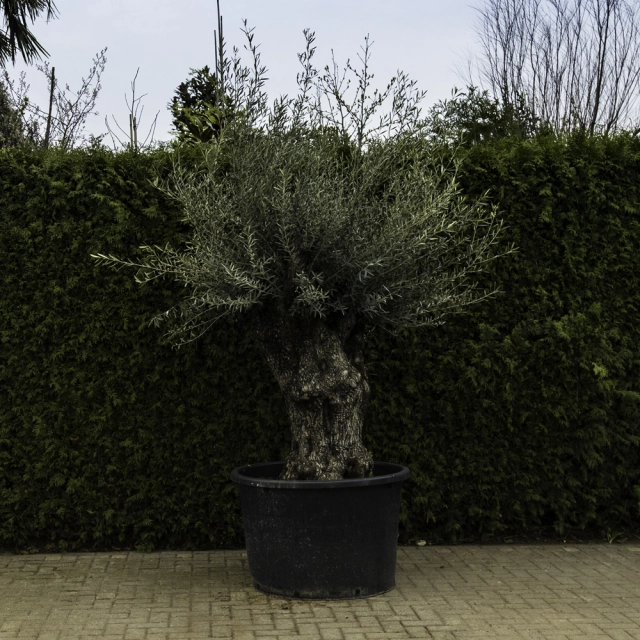 Olivenbaum 'Bonsai' #104