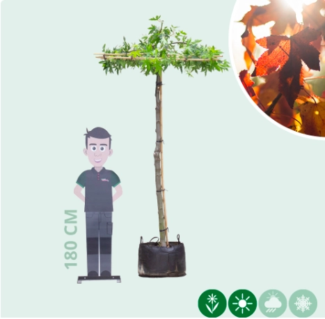 Amberbaum quadratisches Dach