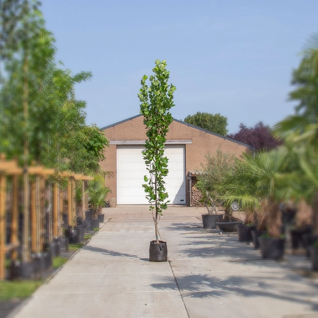Säulen-Tulpenbaum