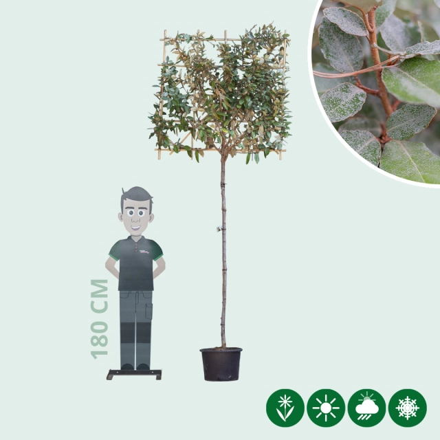 Ölweide Spalierbaum
