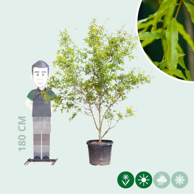 Weidenblättrige Eichemehrstämmig