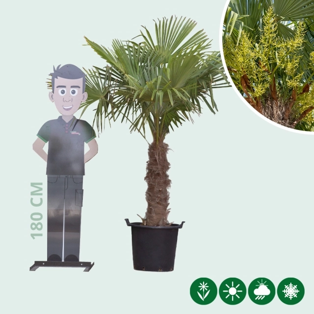Chinesische Hanfpalme 60 cm Stammhöhe