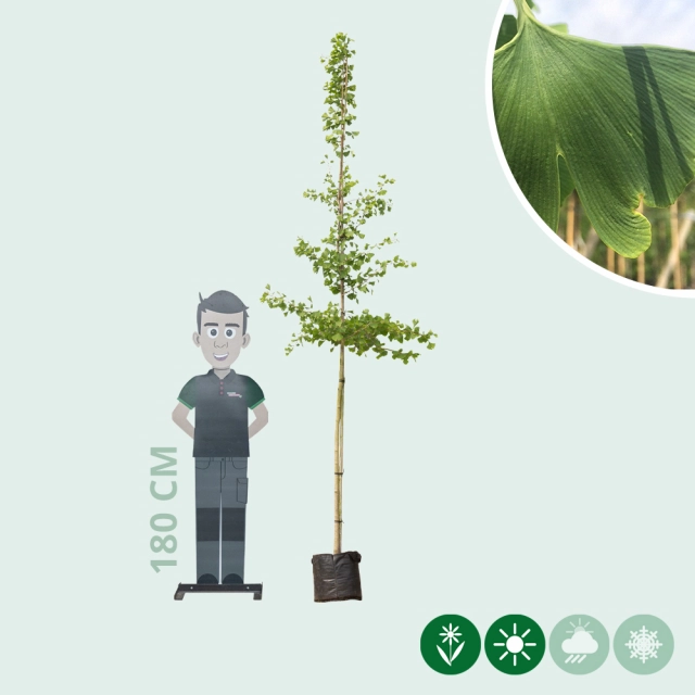 Japanischer Nussbaum