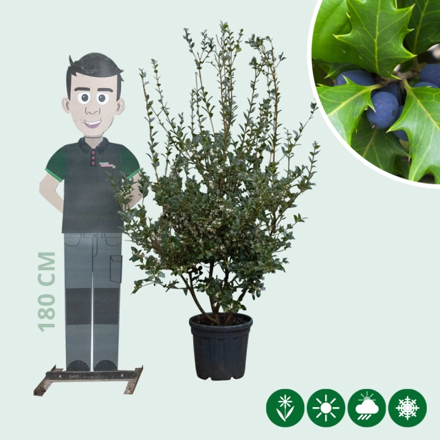 Stachelblättrige Duftblüte