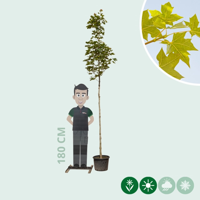 Ahorn Pacific Sunset