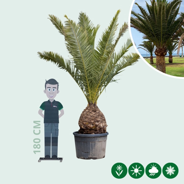 Kanarische Dattelpalme