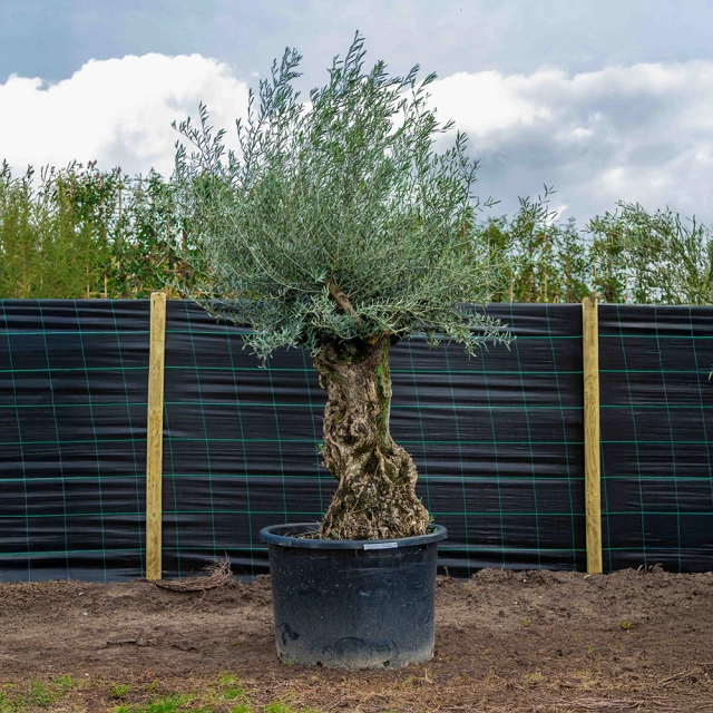 Olivenbaum 'Bonsai' #3