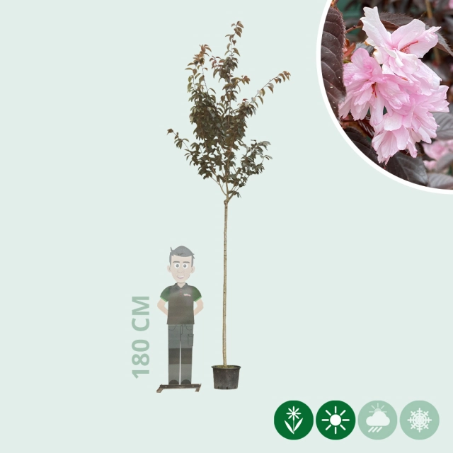 Japanische Blütenkirsche Royal Burgundy