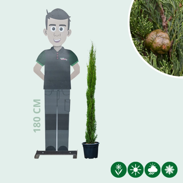 Italienische Zypresse 'Totem'