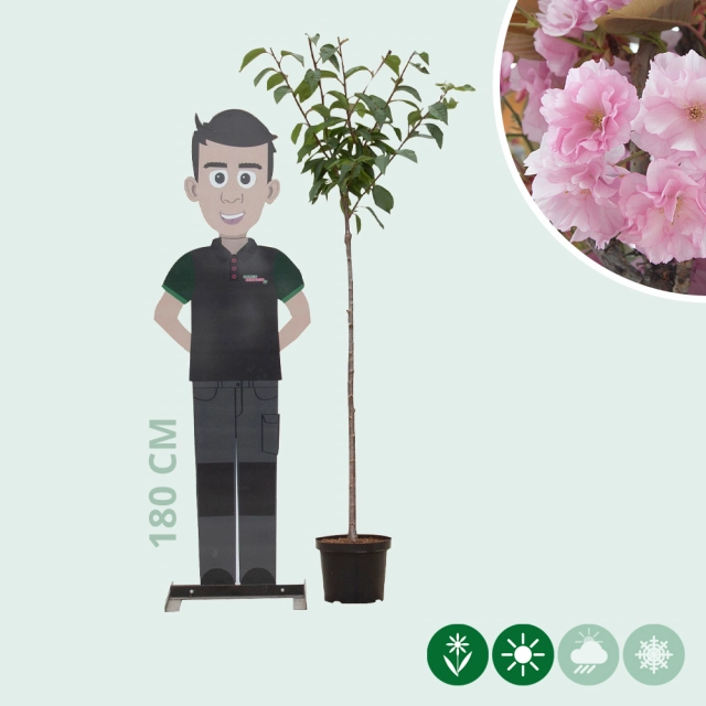 Japanische Blütenkirsche