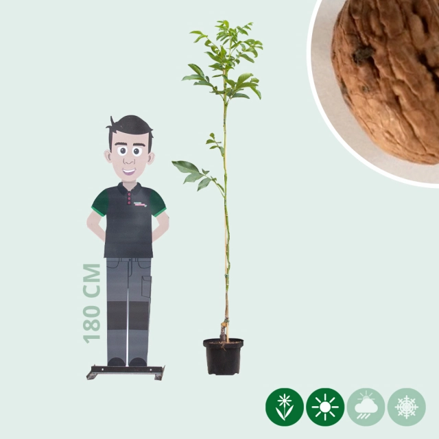 Walnussbaum Broadview