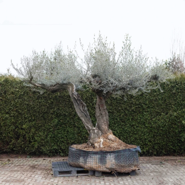 Olivenbaum 'Serrana' #67