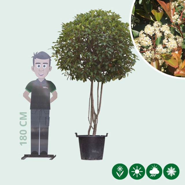 Glanzmispel-Kugel mehrstämmig