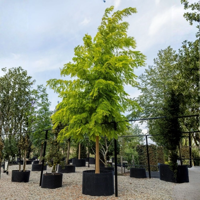 Scheinakazie Frisia #120