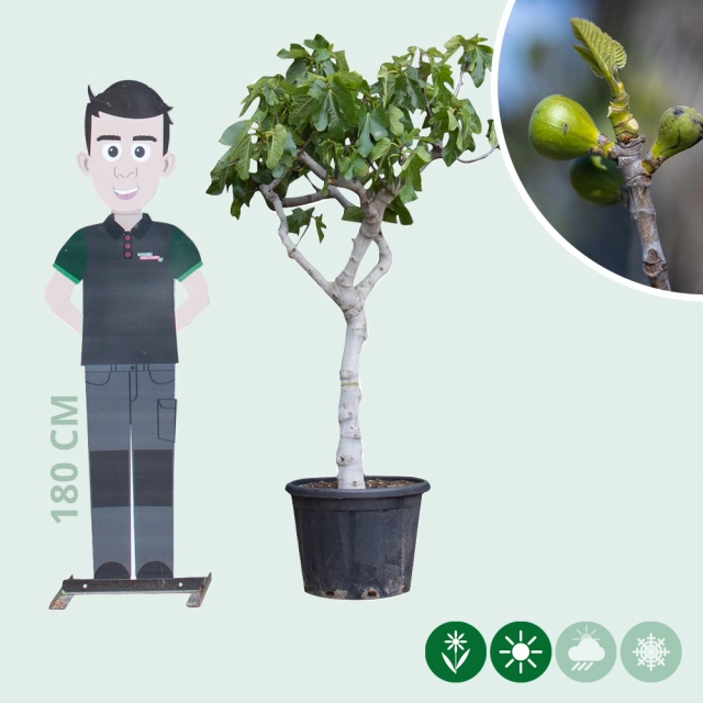 Feigenbaum 18/20  cm