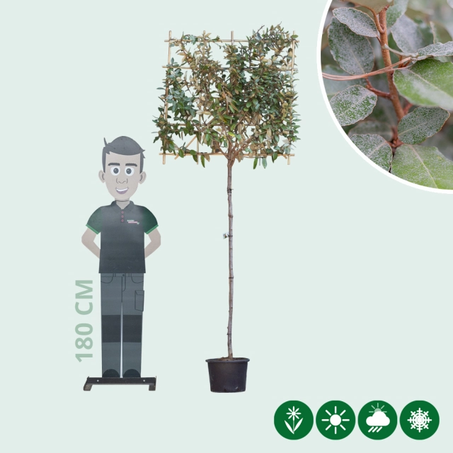 Ölweide Spalierbaum