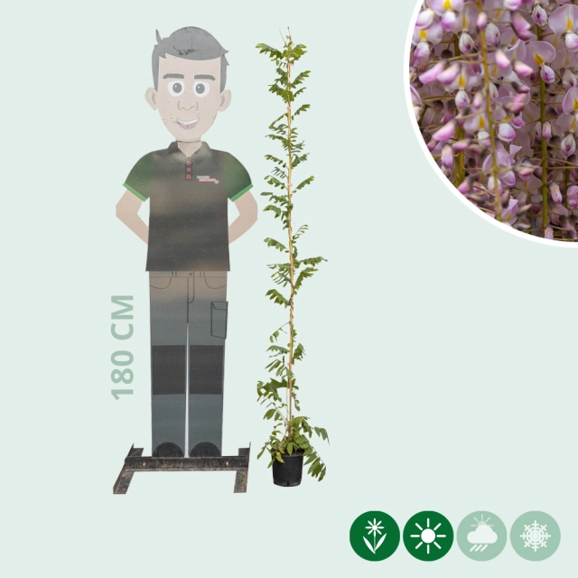 Blauregen Rosea