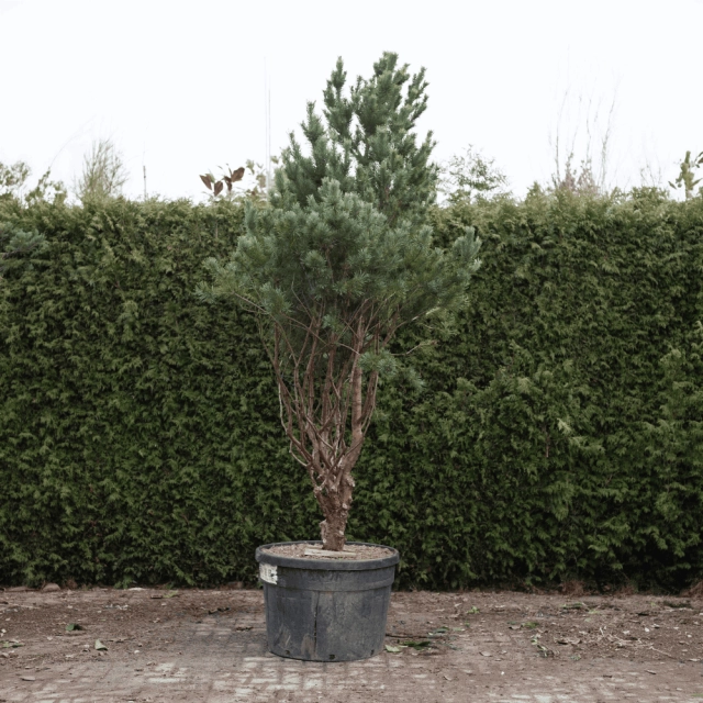 Waldkiefer Bonsai #76