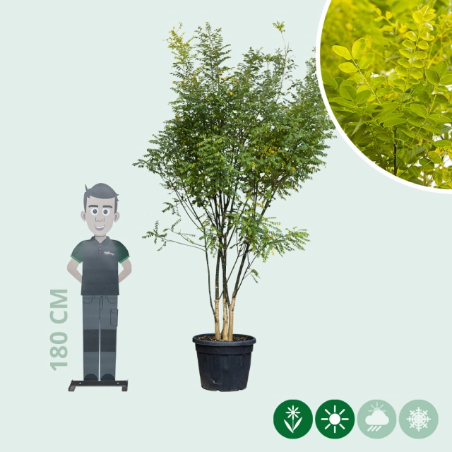 Schnurbaum mehrstämmig