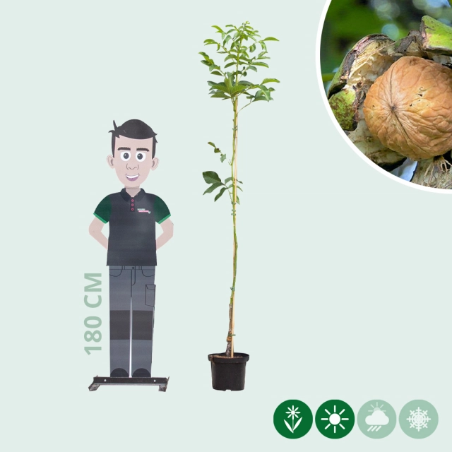 Walnussbaum 'Coenen'