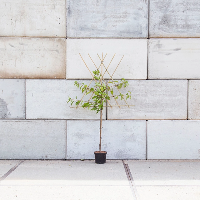 Prunus a. 'Hedelfinger' als Spalier