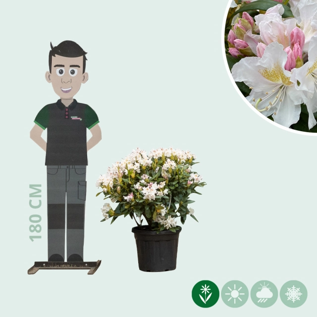 Rhododendron Cunninghams White