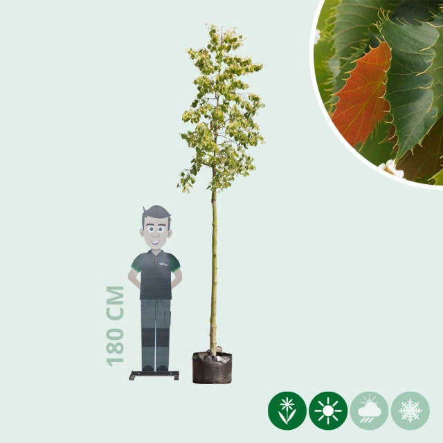 Linde Tilia henryana