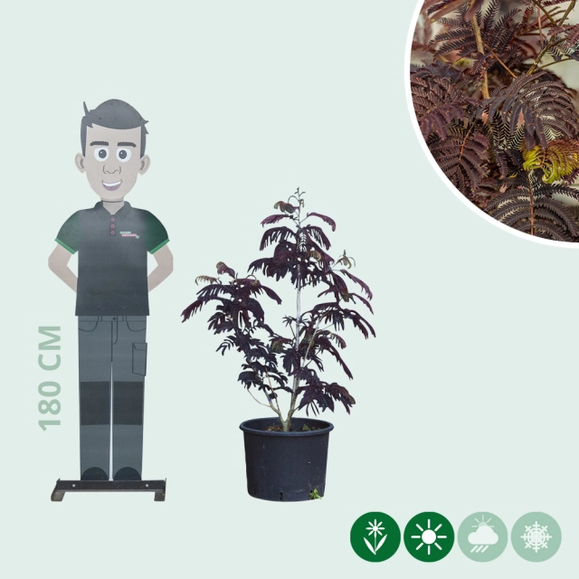 Roter Persischer Schlafbaum Solitär