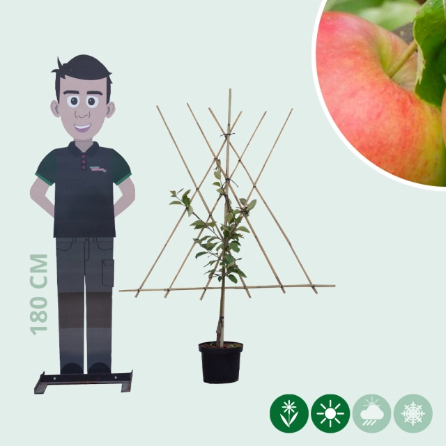 Malus d. 'Jonagold' als Spalier