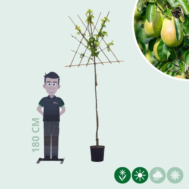 Pyrus c. 'Gieser Wildeman' als Spalier