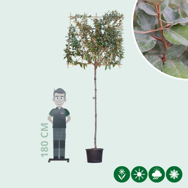 Ölweide Spalierbaum