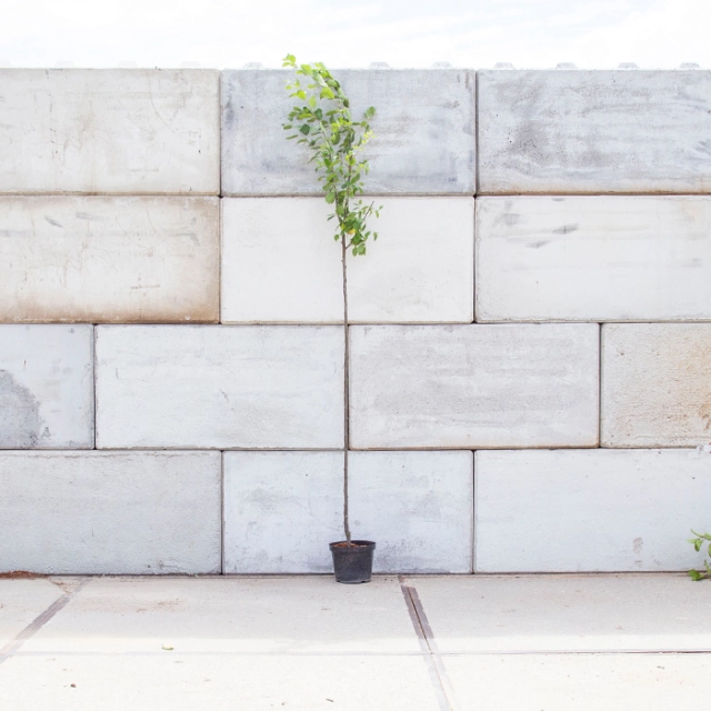 Süße Pflaume 'Czar'