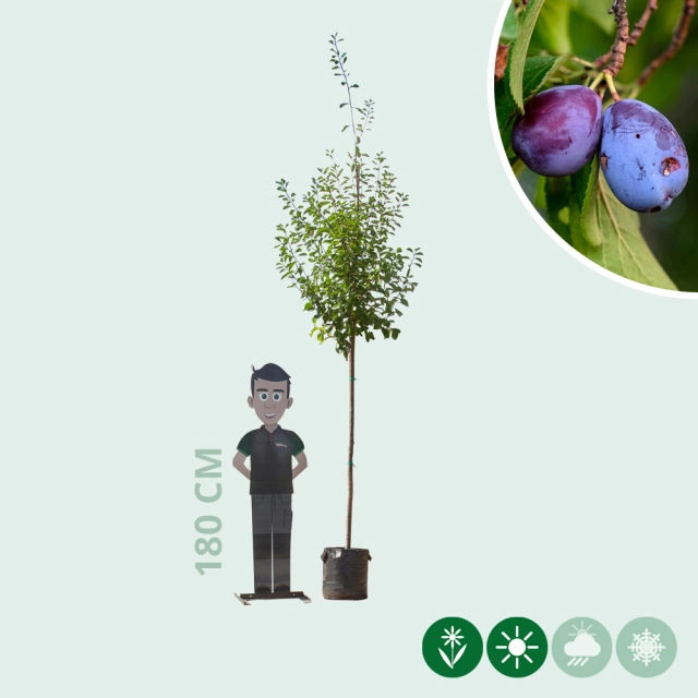 Großer Pflaumenbaum Victoria