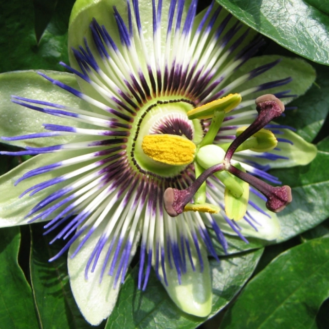 Blaue Passionsblume