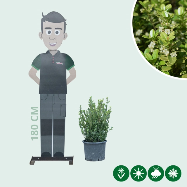 Japanische Stechpalme Hecke 40 cm