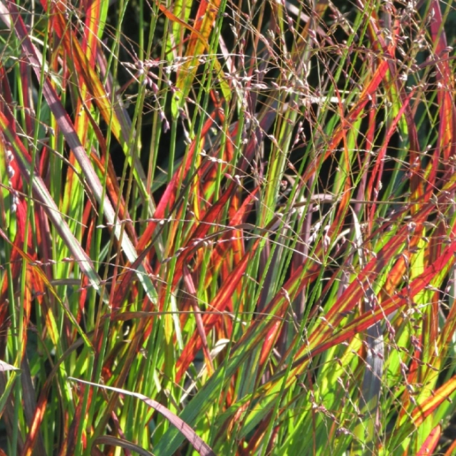 Rutenhirse 'Rehbraun'