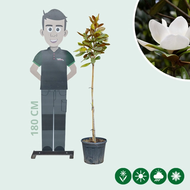 Magnolie Grandiflora Halbstamm