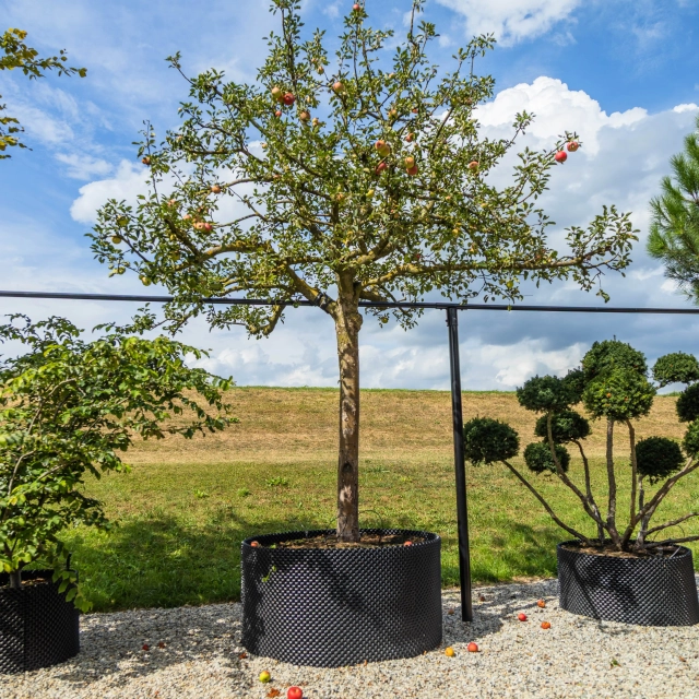 Apfelbaum Malus d. 'Cox Orange Pippin' #1