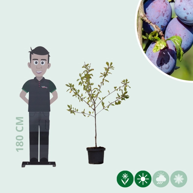 Süße Pflaume 'Czar'