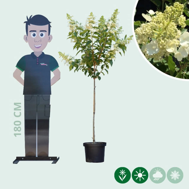 Hortensie 'Kyushu'