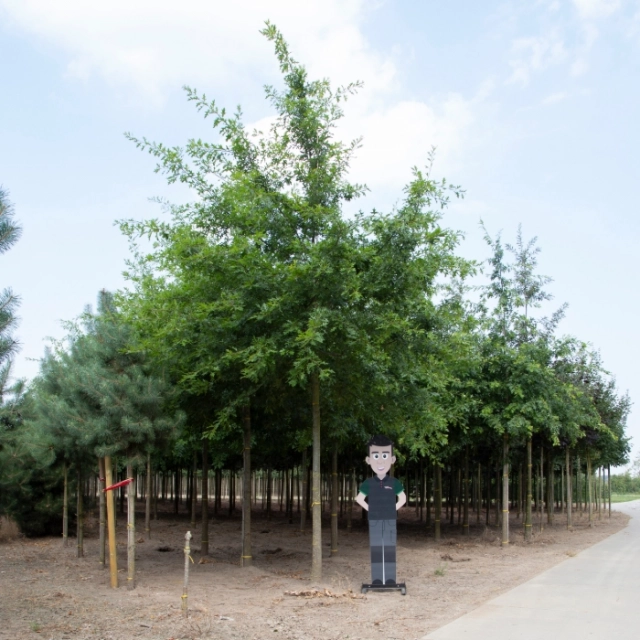 Sumpfeiche ausgewachsen