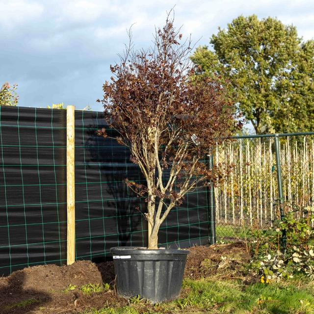 Roter Fächerahorn Bloodgood #1